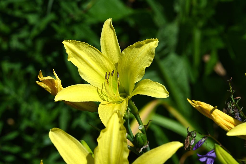 2025-07229787 Wachusett Meadow, MA.JPG - Daylily. Wachusett Meadow Wildlife Sanctuary, MA, 7-22-2025